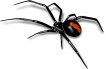 Spider — Surekil Pest Control In Tweed Heads, NSW