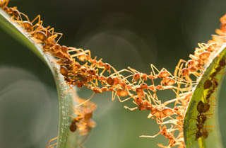 Ant Creating A Bridge — Surekil Pest Control In Tweed Heads, NSW