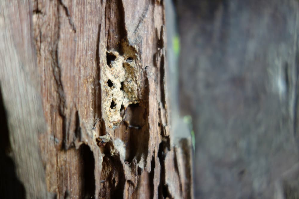 Old small empty termite nest on wooden pole — Surekil Pest Control In Coomera, QLD