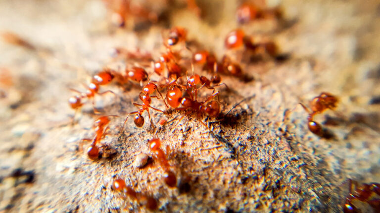 A Fire Ants