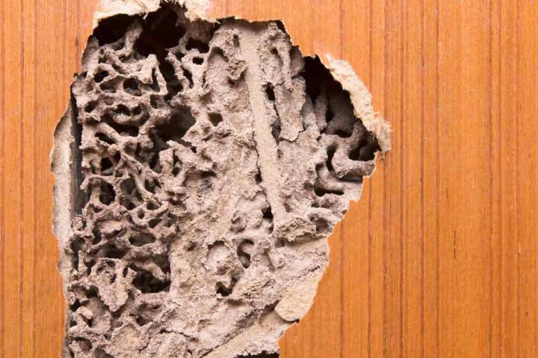 Wood Door With Termites Damage
