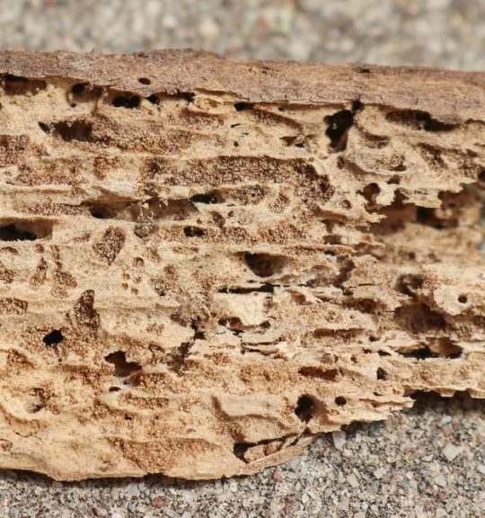 Termite damaged timber showing holes and tunnels made by the wood chewing insects — Surekil Pest Control In Coomera, QLD