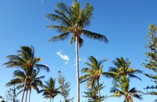 Palm Trees — Surekil Pest Control In Banora Point, NSW