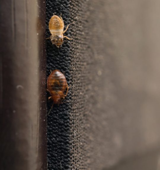 Fleas On Fabric — Surekil Pest Control In Banora Point, NSW