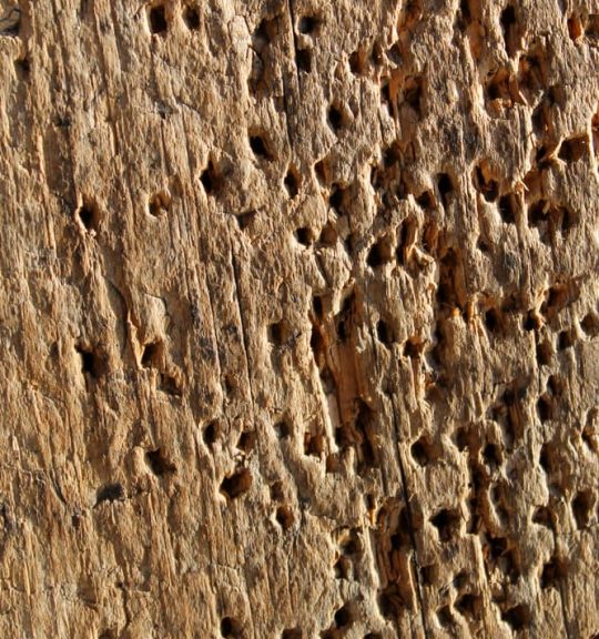 Texture of the old spoiled wood damaged by woodworm — Surekil Pest Control In Southport, QLD