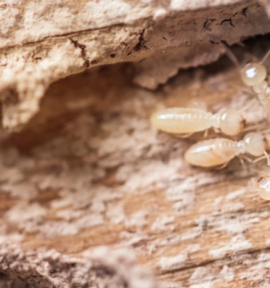 Termites In Wood — Surekil Pest Control In Banora Point, NSW