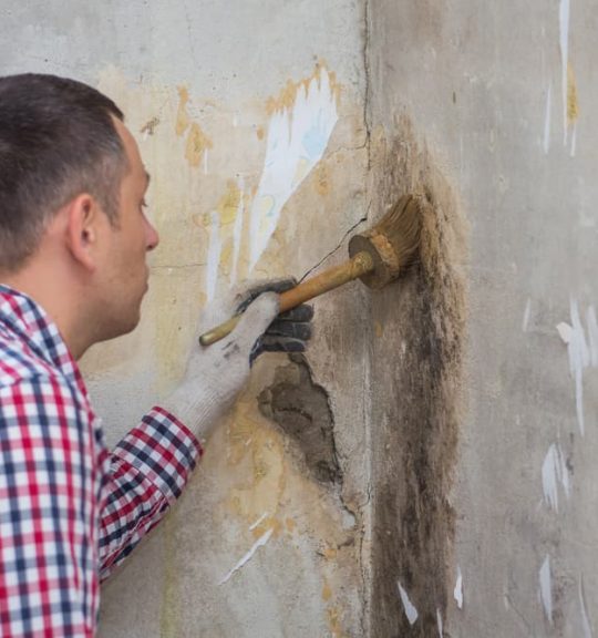 Young man removing of mold and fungus from room wall with brush and antiseptic — Surekil Pest Control In Ashmore, QLD