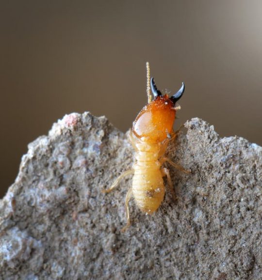 Termite in Termite mound — Surekil Pest Control In Ashmore, QLD