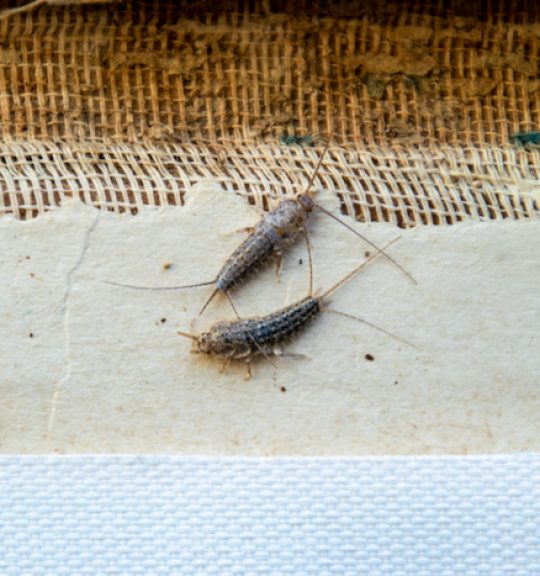 Small Silverfish — Surekil Pest Control In Banora Point, NSW