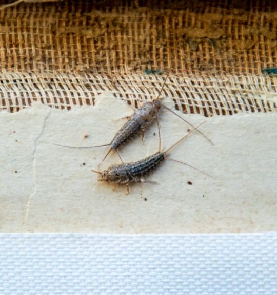 Silverfish thermobia near the binding of an old book — Surekil Pest Control In Cabarita, QLD