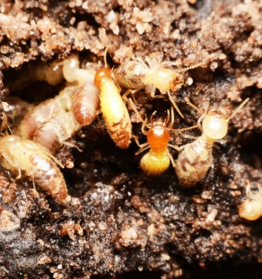 Close-up of worker termites on the forest floor — Surekil Pest Control In Currumbin, QLD