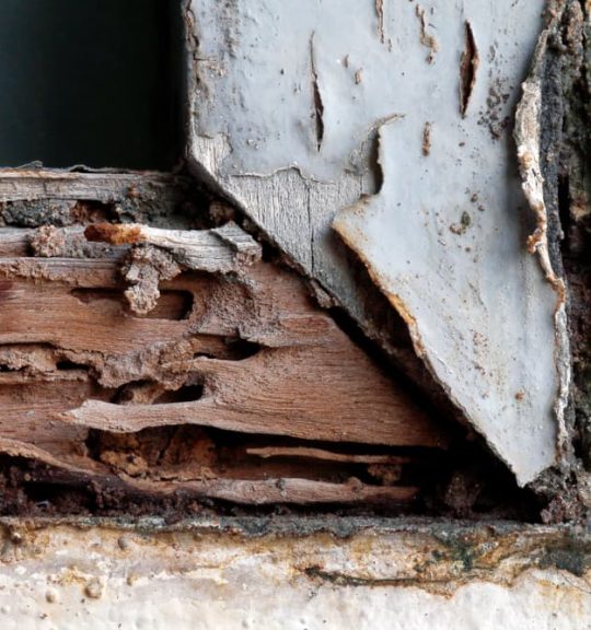 Termite nest at wooden wall, nest termite at wood decay window sill architrave — Surekil Pest Control In Pottsville, QLD
