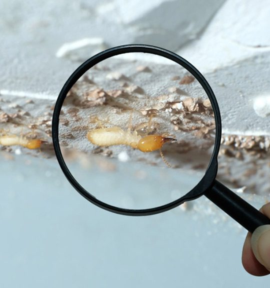 Magnifying Termites — Surekil Pest Control In Burleigh Waters, NSW
