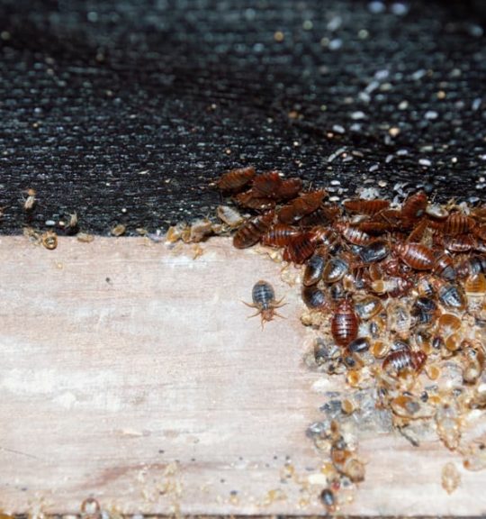 Cimex lectularius or bedbugs infest a wooden bed frame in city centre apartment building while being revealed by a pest control professional prior to treatment with pesticides — Surekil Pest Control In Arundel, QLD