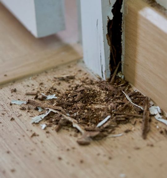 Wood eaten by termites — Surekil Pest Control In Molendinar, QLD