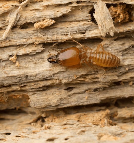 One Termite On Some Wood — Surekil Pest Control In Banora Point, NSW