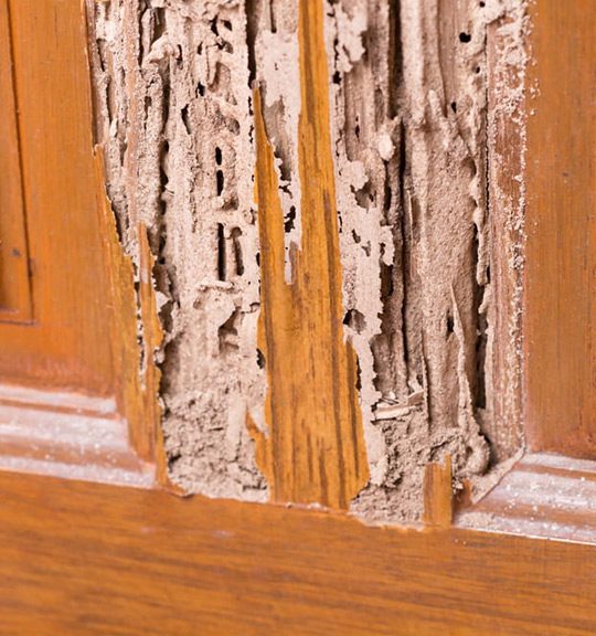 Door with Termites Damage — Surekil Pest Control In Banora Point, NSW