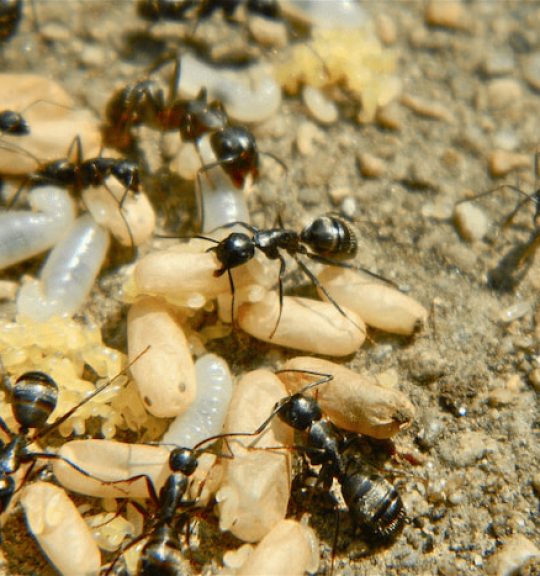 Ants On Lavae — Surekil Pest Control In Banora Point, NSW