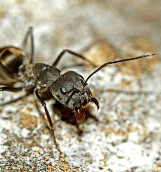 Large Bull Ant — Surekil Pest Control In Banora Point, NSW