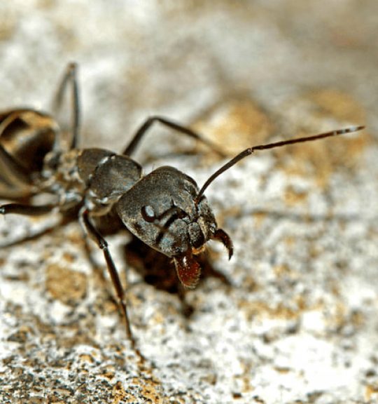 Large Bull Ant — Surekil Pest Control In Banora Point, NSW