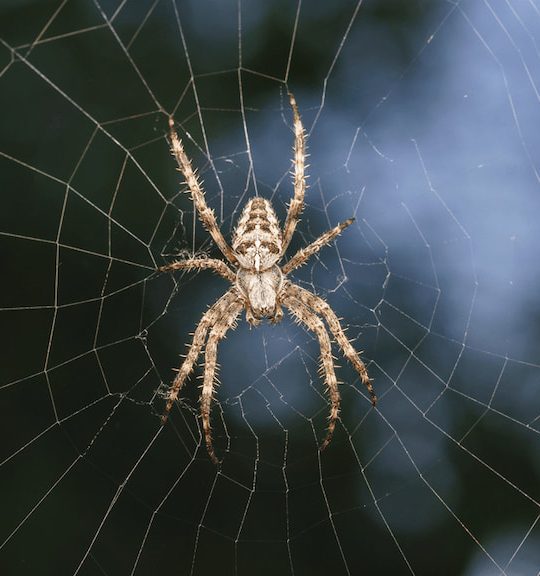 Spider In A Web — Surekil Pest Control In Banora Point, NSW