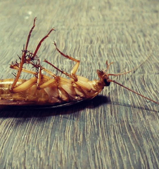 Dead Cockroach — Surekil Pest Control In Banora Point, NSW