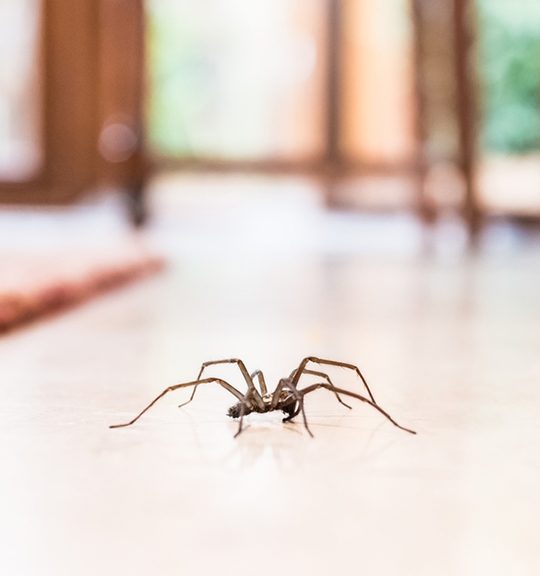 Common House Spider — Surekil Pest Control In Robina, NSW
