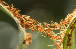 Ant Creating A Bridge — Surekil Pest Control In Tweed Heads, NSW