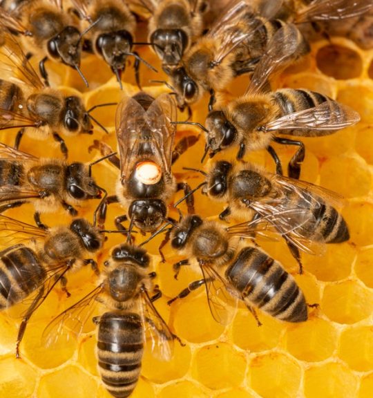 Bees Working Around The Queen Bee — Surekil Pest Control In Tweed Heads, NSW