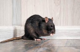 Mouse Sitting in the Corner — Surekil Pest Control In Tweed Heads, NSW