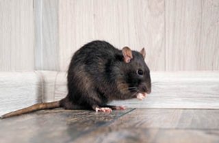 Mouse Sitting in the Corner — Surekil Pest Control In Tweed Heads, NSW