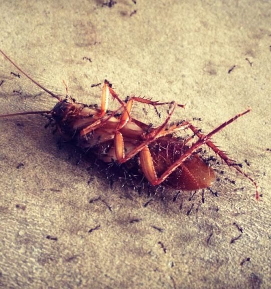 Ants Surrounding a Dead Cockroach — Surekil Pest Control In Tweed Heads, NSW