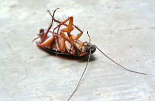 Dead Cockroach On The Floor — Surekil Pest Control In Tweed Heads, NSW