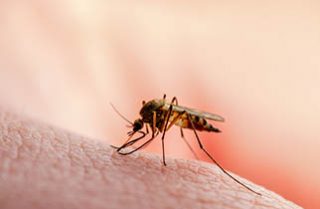 Mosquito on Skin — Surekil Pest Control In Tweed Heads, NSW