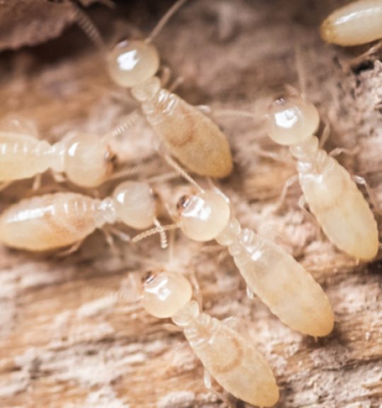 Termites On Decomposing Wood — Surekil Pest Control In Burleigh Waters, QLD