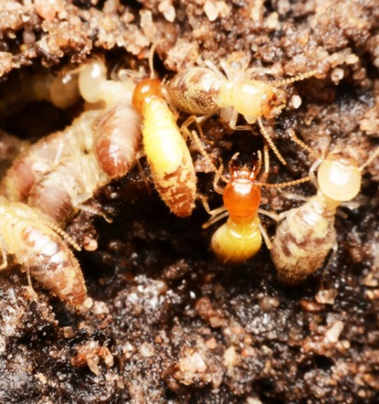 Termites On The Forest Floor — Surekil Pest Control In Murwillumbah, NSW