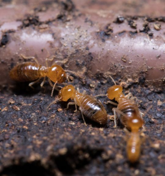 Termites Eating Wood — Surekil Pest Control In Mermaid Waters, QLD