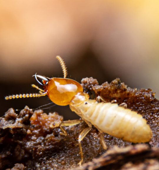 Termite On The Ground — Surekil Pest Control In Palm Beach, QLD