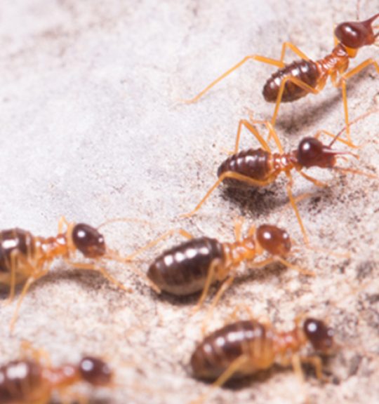 Termites On The Floor — Surekil Pest Control In Helensvale, QLD