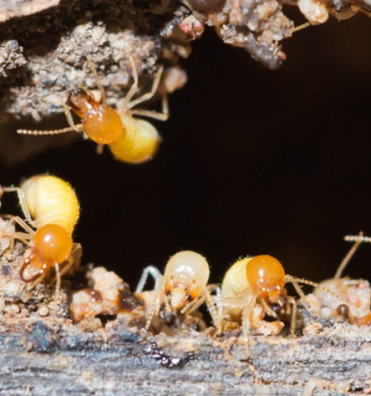 Termites Are Nesting In The Timber — Surekil Pest Control In Mudgeerba, QLD