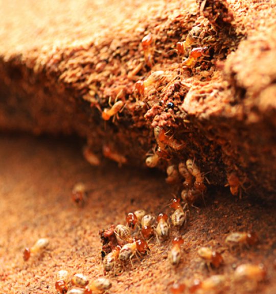 Termites Help Unload Wood Chips — Surekil Pest Control In Elanora, QLD