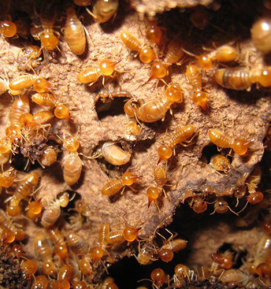 Termites Build Nest Beneath The Tree Bark — Surekil Pest Control In Pimpama, QLD