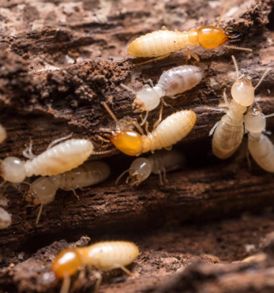 Close Up Termites On The Wood — Surekil Pest Control In Robina, QLD