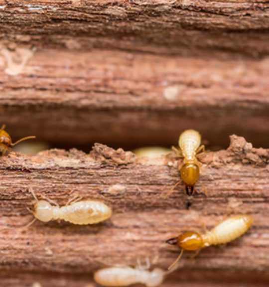 Group Of Termites — Surekil Pest Control In Labrador, QLD