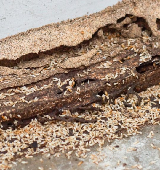 Termites Destroying Wood From The Ground — Surekil Pest Control In Tweed Heads, NSW
