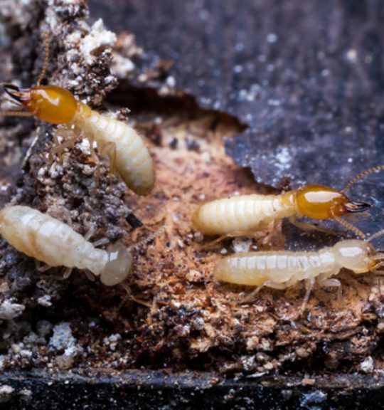 Old Wood Was Eating By Group Of Termites — Surekil Pest Control In Varsity Lakes, QLD