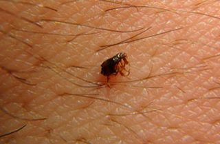 Small Flea — Surekil Pest Control In Tweed Heads, NSW