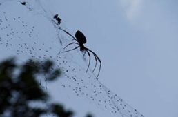 Spider On Its Web — Surekil Pest Control In Tweed Heads, NSW