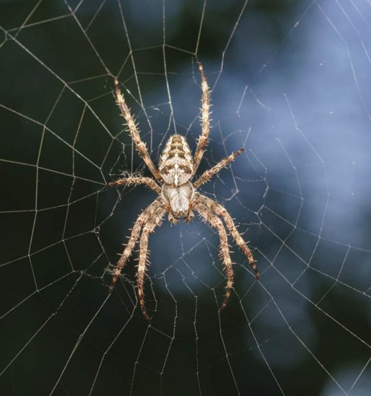 Spider on a Web — Surekil Pest Control In Tweed Heads, NSW