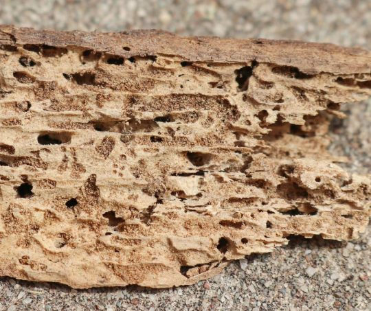 Termite Damaged Timber
